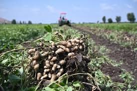 Osmaniye Çince Türkçe Tercüman