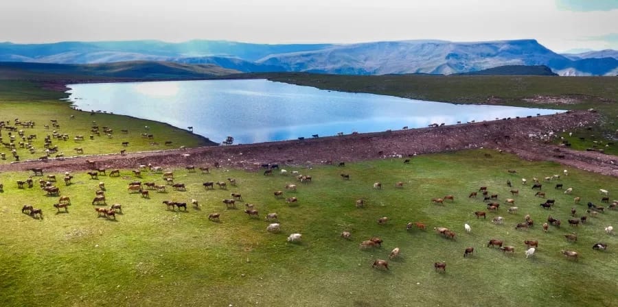 Erzurum Çince Tercümanlık
